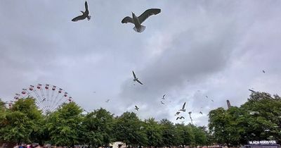 TRNSMT invaded by swarm of menacing seagulls on hunt for scraps as revellers flee