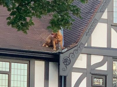Police called to ‘large pigeon’ stranded on roof - and find it’s a dog
