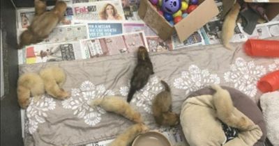Adorable baby ferrets found cruelly abandoned without food in cat carrier under a bush