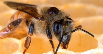Bees killed in the Newcastle epicentre, as parasite spreads