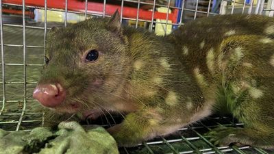 Surprise spotted-tailed quoll discovery in Orange gives glimmer of hope amid declining population