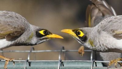 Endangered black-eared miner to be scrutinised by researchers to learn extent of cross-species breeding