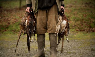 Pheasant shoots scaled back across UK after bird flu import bans