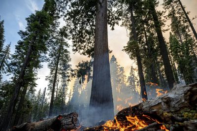 A wildfire threatens giant sequoia trees in Yosemite National Park