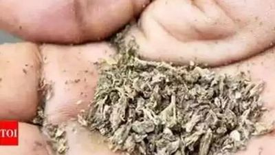 Ganja worth over Rs 11 lakh seized in Thane, one held
