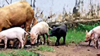 African swine flu hits Uttarakhand, 200 pig deaths recorded