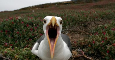Bloodthirsty seagulls dubbed 'murder gulls' devour helpless pigeon alive in brutal scenes