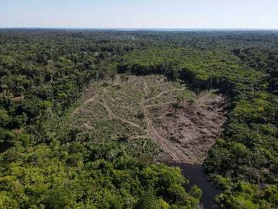 Amazon deforestation hits all-time record as area size of New York City cleared