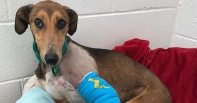 Dog with cast on his leg is searching for home where he can chill in bed all day