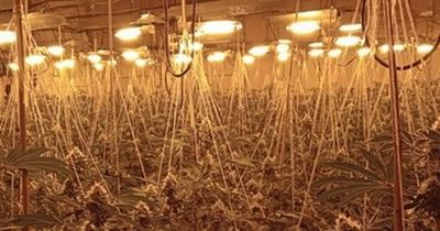 Huge cannabis farm found in derelict factory in village near Rochdale