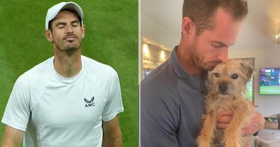 Andy Murray left heartbroken after death of beloved dog during Wimbledon