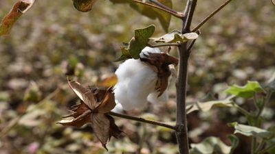 Are Kenya's cotton farmers being sacrificed in war against GMOs?