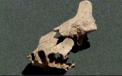 Ancient jawbone dug up in Spain’s Burgos city