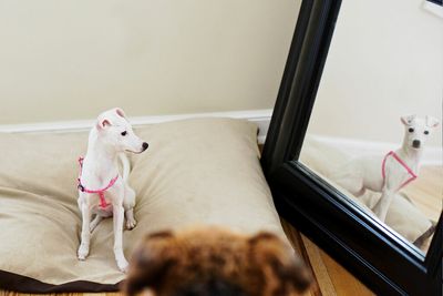 Can any animal pass the mirror test?