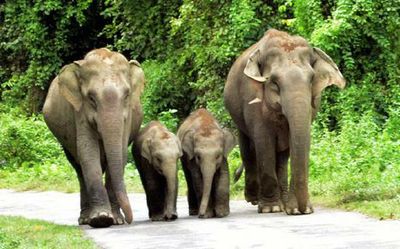 Explained | What India’s Wild Life (Protection) Amendment Bill seeks to change