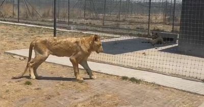 Emaciated lions 'left eating their own tails' after 'being abandoned by owner at zoo'