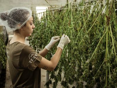 Cannabis Industry Jobs For Every Skill Set