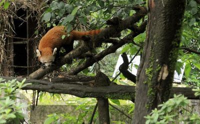 Re-wilding red pandas: Darjeeling zoo attempts country’s first augmentation of endangered mammal in the wild