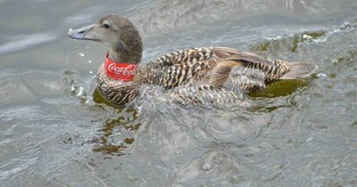Heartbreaking images of duck trapped in Coca-Cola bottle in Leith spark fury among SSPCA chiefs