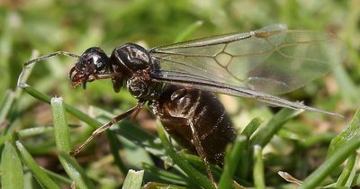 When is Flying Ant Day 2022 and what will happen?