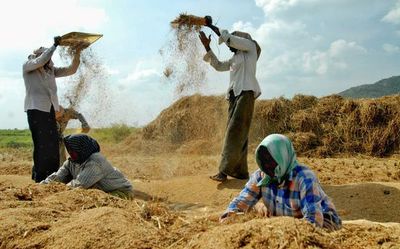 Farmers in Nellore unenthusiastic in growing paddy during kharif