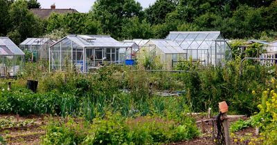 Allotment holder evicted 'after severed sheep's head found buried above potatoes'