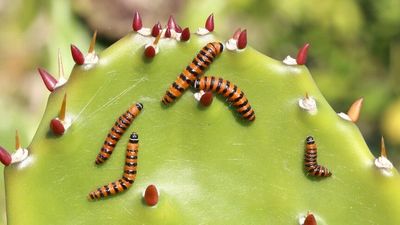 Prickly pear was conquered 90 years ago. Here's how it was done