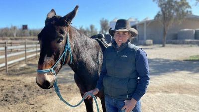 Swapping mules for horses safer and cheaper for feedlot rider, and the social media attention is a bonus