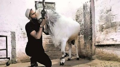 Kota goat sold for Rs 8 lakh in Kausarbaug for Eid-al-Adha