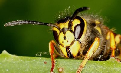 Country diary: We should open our eyes to the wonder of wasps