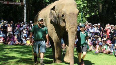 Tricia Memorial Walk opens at Perth Zoo as tribute to the elephant and WA icon
