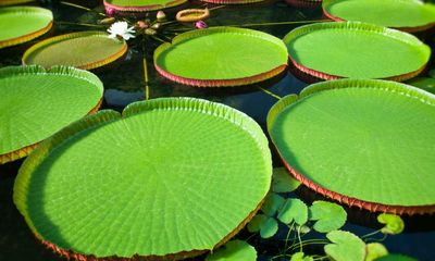 The waterlily that changed architecture