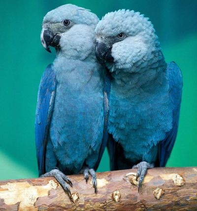 ‘Extinct’ parrots make a flying comeback in Brazil
