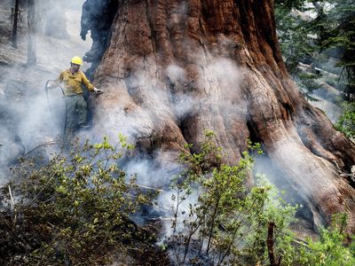 Yosemite wildfire threatens grove of iconic sequoia trees