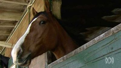 Horse euthanased after Queensland records first case of Hendra virus in five years