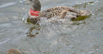 Shocking images show duck trapped in Coca-Cola bottle at Scots park