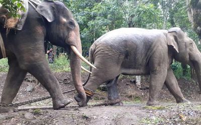 Post-mortem report reveals O’Valley elephant swallowed pesticides and died