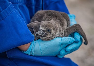 Zoo hails arrival of nine endangered Humboldt penguin chicks