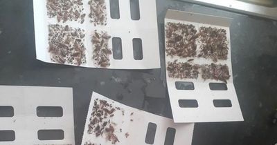 House with 'worst' cockroach infestation where mum traps THOUSAND a week and kids scared
