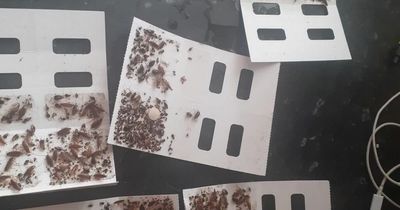 Traps catch 1,000 cockroaches a week at infested flat