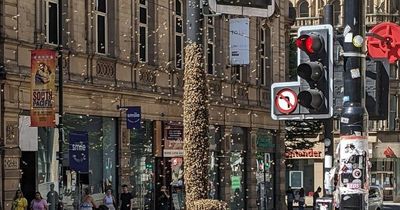 HUGE swarm of bees spotted in central Manchester as city basks in heatwave