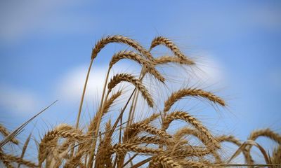 Why are pesticides banned overseas still used in Australia and what does it mean for the environment?