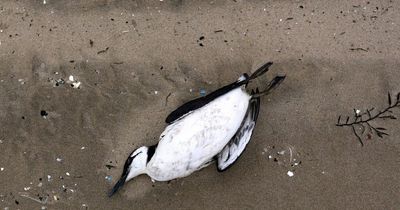 'Our desire for cheap chicken contributing to majestic seabirds dropping dead'