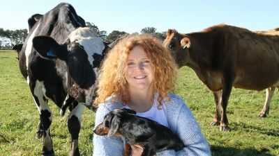 Bobby calf slaughter drops due to strong beef prices, dairy industry says