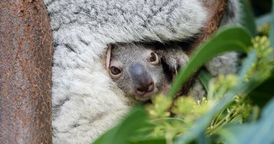 Snug as a bug in mum's bear hug