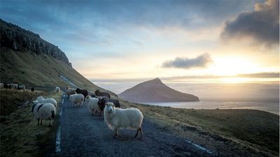 Faroe Islands limits annual dolphin hunt to 500 after more than 1,400 killed in one day