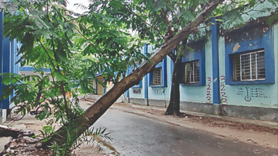 Kolkata: Jadavpur University panel to survey, conserve trees on campus