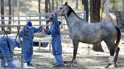 Hendra virus case prompts warning for owners to vaccinate horses
