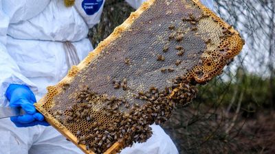 Restrictions eased,compensation for bees