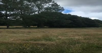 Leeds school's new playing fields could be scuppered over trees and green space row